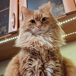 Логотип @palychcat - Палыч