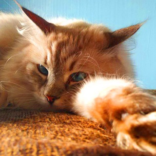 Логотип @pan_ikota - tele-Pan_Ikota