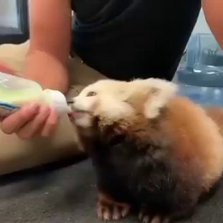 Логотип @pander_paradise - Pander Paradise