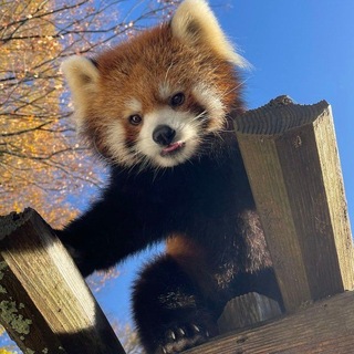 Логотип @pandushat - Пандюшкин. Red panda.