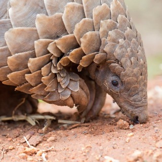 Логотип @pangolins_here - панголины на месте