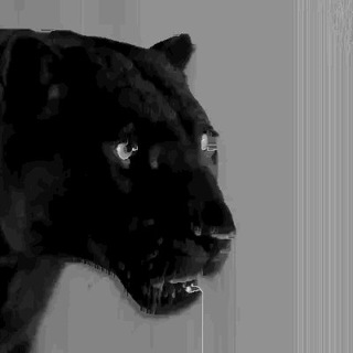 Логотип @pantherix - Panthera