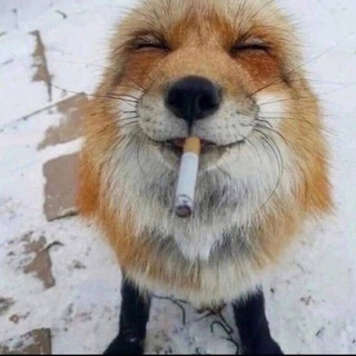 Логотип @panzerspiele - боты сосите