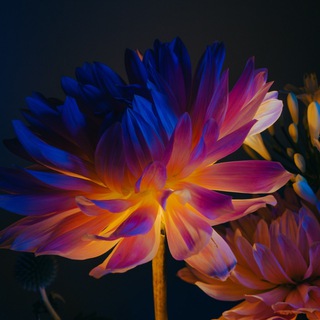 Логотип @papierpeints - Wallpaper, картинки, обои