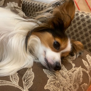 Логотип @papilon_jam - жизнь джема и крис🐾