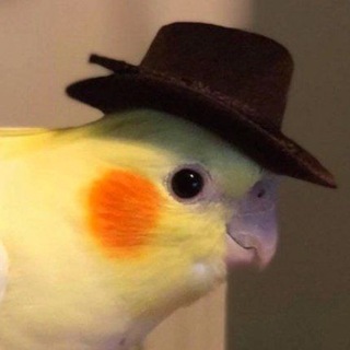 Логотип @papoogi - Попуги :>