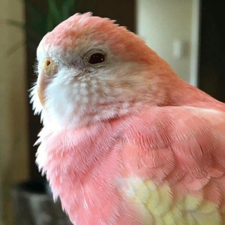 Логотип @papugi - Папуги