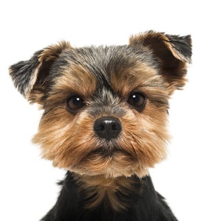 Логотип @paramascotas - Para mascotas