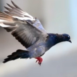 Логотип @parametralg - Параметр📣📻