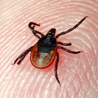 Логотип @parasitefact - Факты о паразитах