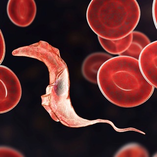 Логотип @parasitesmeetcells - Parasites Meet Cells 🪱