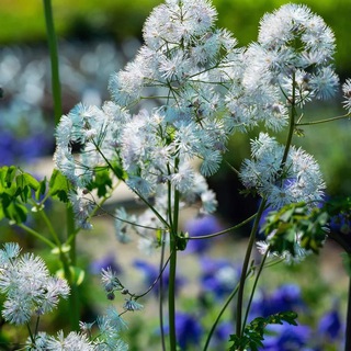 Логотип @parfenkychat - ПарфЁнки.Садовые сплетни.