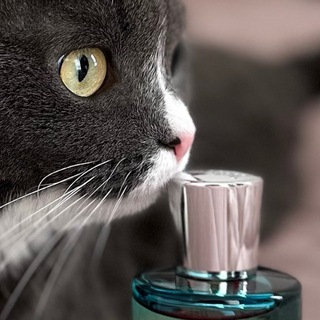 Логотип @parfkotiki - ✨ Парфкотики ✨