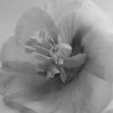 Логотип @parfum_vintagerare - Parfum_vintage