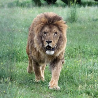 Логотип @parktaigan - Тайган