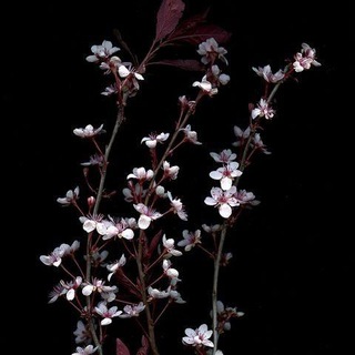 Логотип @parmmt - dm