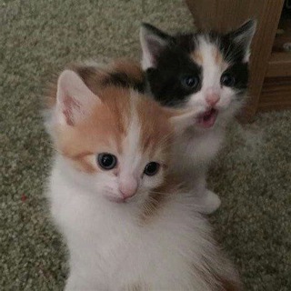 Логотип @parnueavuskotikamu - психология с котиками