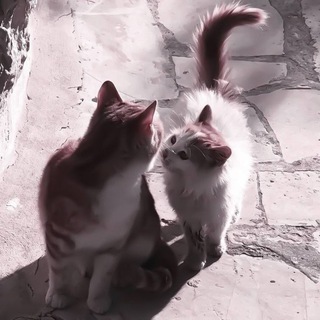 Логотип @parnyiava - Парные авы