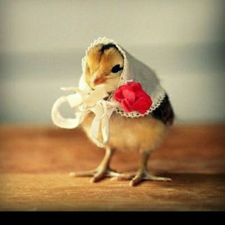 Логотип @parrandabozorlar - Parranda bozor