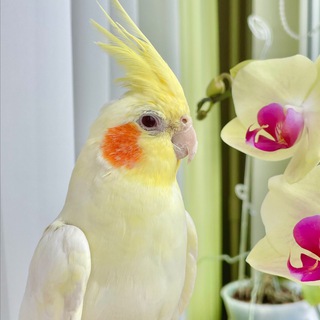 Логотип @parrotcassiopea - КАСЯ попугай