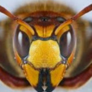 Логотип @pasekabaldu - Пасека БАЛДЮ