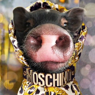 Логотип @pashtet_piglet - Pashtet piglet