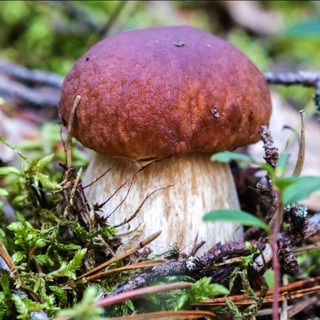 Логотип @paslyata - грипп