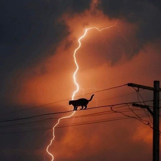 Логотип @paspublique - I Wonder What Osha Gonna Say