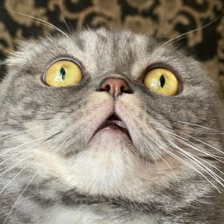 Логотип @patheticcats - .Страдающее Котовье