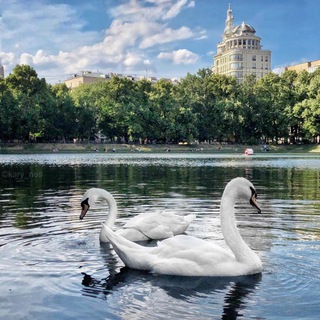 Логотип @patriarch_ponds - Патриаршие Пруды