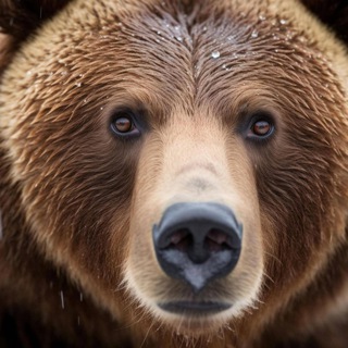 Логотип @patriot_bayern - Der Bayer Kanal