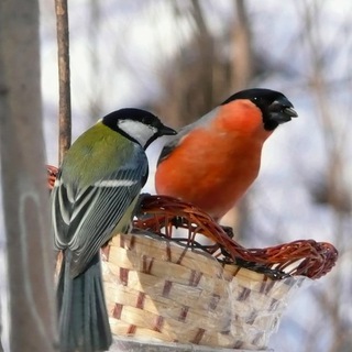 Логотип @patriots_do_not_surrender - Патріоти не здаються!