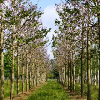 Логотип @pavloniya - Павловния