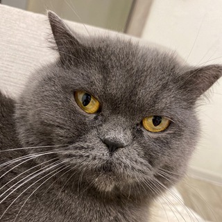 Логотип @pavlovsamp - PAVLOV TEAM