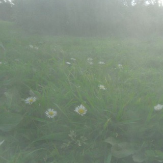 Логотип @pawvuk - пристанище павука