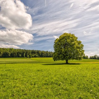 Логотип @pbko1 - Стресс-Тревога-Помощь