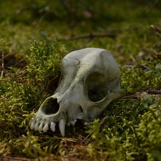 Логотип @pbtgftgk - лесное обиталище