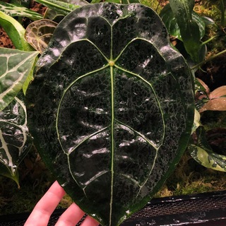 Логотип @peace_of_jungle_shop - Peace of jungle shop Chat