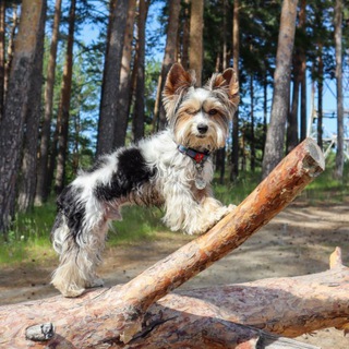 Логотип @peach_jem - Персиковый джем