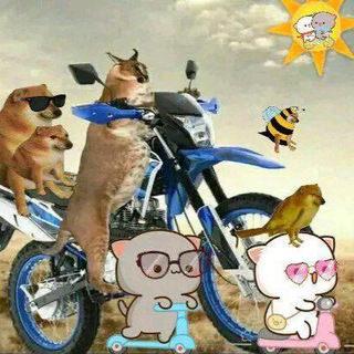 Логотип @peachgomacheems - Peach Goma Cat - Cheems y +.