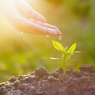 Логотип @pedagogiaviva - Pedagogía Waldorf Steiner