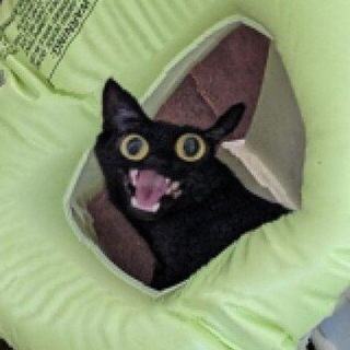 Логотип @peepiski - КЖ | Кривые животные