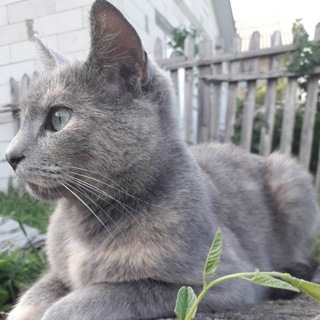 Логотип @pekines_steffi - Princess_Kivi🐈