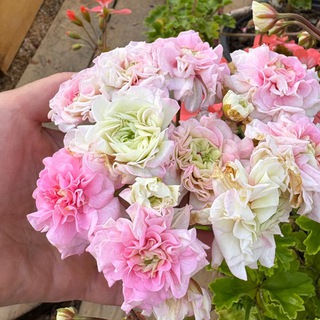 Логотип @pelargoniasewersk - Пеларгонии Северск Гордеева