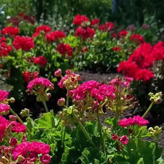 Логотип @pelargoniisad - Грани герани | пеларгонии и сад 🏡
