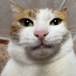 Логотип @pelememe - пельмени