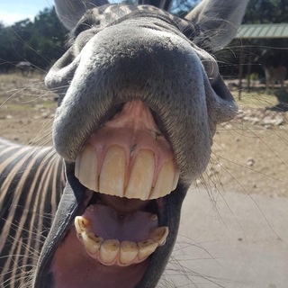 Логотип @penasmex - 😂Пена смех😂