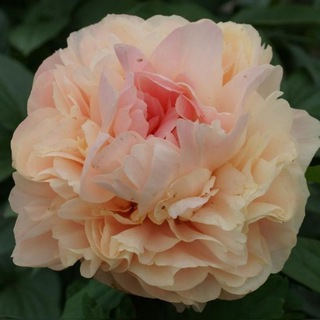 Логотип @peonyspasskaya - 🌸САД 1000 ПИОНОВ🌸