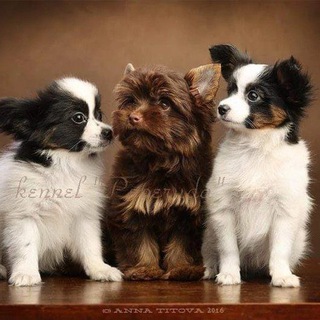 Логотип @peperudadog - Питомник Peperuda.Dog 🐾