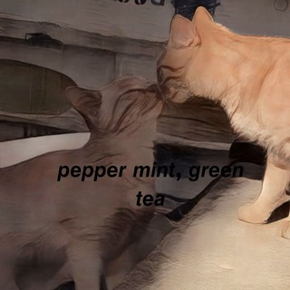 Логотип @peppermintgreenteatg - ⋆ ˚｡⋆୨୧˚𝙥𝙚𝙥𝙥𝙚𝙧 𝙢𝙞𝙣𝙩, 𝙜𝙧𝙚𝙚𝙣 𝙩𝙚𝙖 🌱